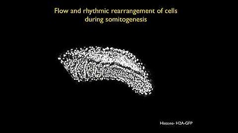 The Segmentation Clock: Single Cell Oscillators