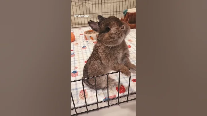 Cute Bunny Spinning🌀 Easy Rabbit Trick🎓 #shorts