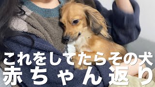 犬が赤ちゃん返りした時に見せる行動 Youtube