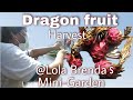 How To Harvest Dragon Fruit | Mini Garden At 3rd Floor Rooftop | Melgabar Je Vlog