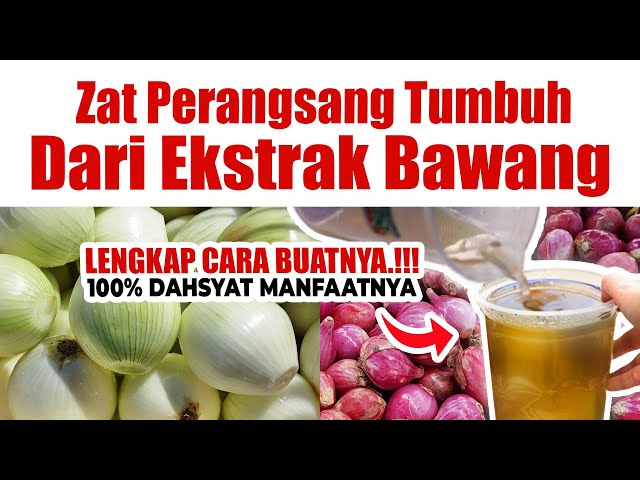 WAJIB TAU.! CARA MEMBUAT ZAT PERANGSANG TUMBUH DARI EKSTRAK BAWANG | Pupuk tanaman subur dan lebat class=