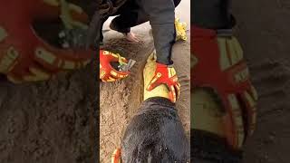 Saving a seal trapped in a discarded jacket by Reddit Video 55 views 1 year ago 1 minute, 24 seconds