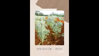 We are ready with our DAVANA crop of 2023