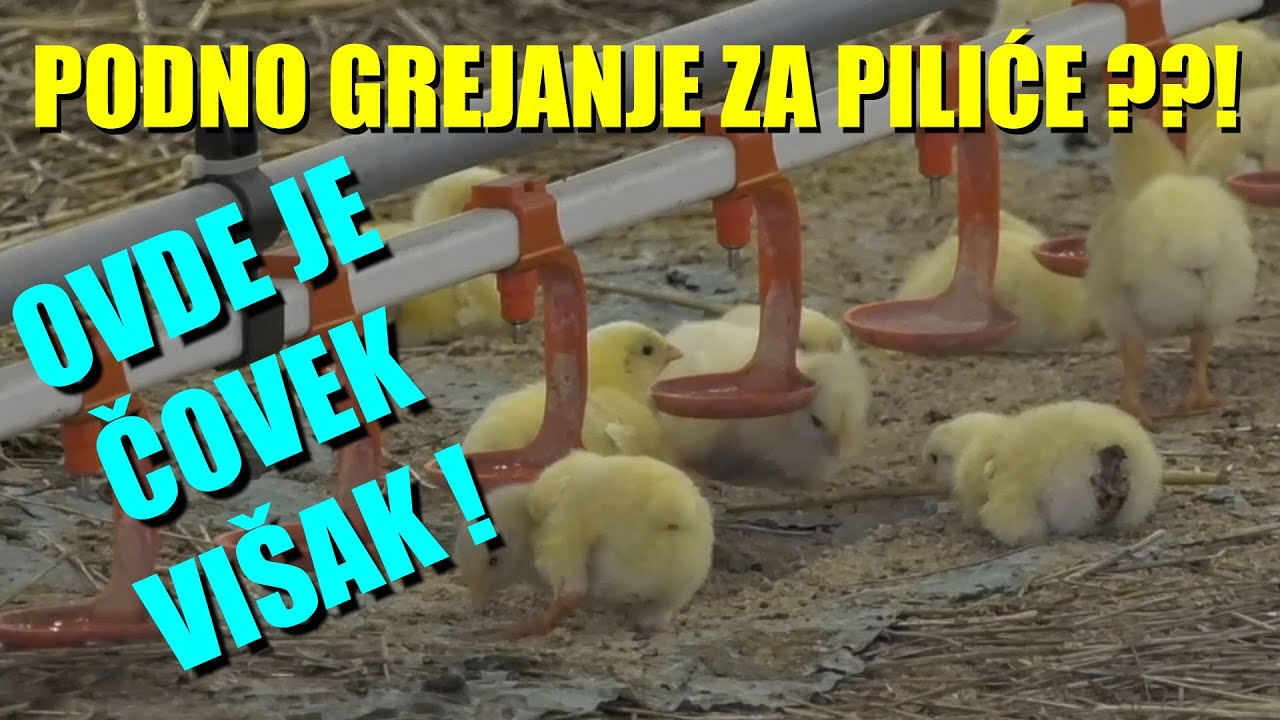 TOTALNO MODERNA FARMA ŽIVINE !  Čovek se tu ne meša  -PODNO GREJANJE ZA PILIĆE - kompijuter RADI !