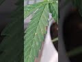 powdery mildew battle to the end #ihavethisthingwithplants #plants