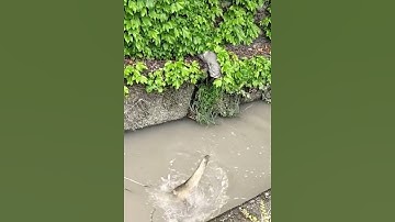 Con cá khổng lồ rình mồi dưới mương nước #cacconvat #docla #fishing