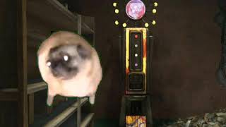 Pug dancing to the PhD Flopper jingle