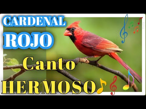 Video: El cardenal rojo es un pequeño pájaro con plumaje brillante y una voz maravillosa