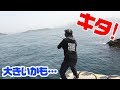 【堤防から高級魚】エギングロッドで釣りあげた‼