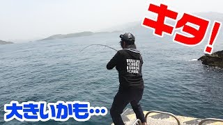 【堤防から高級魚】エギングロッドで釣りあげた‼