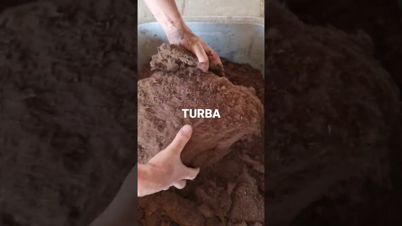TURBA