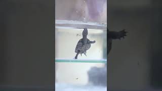 Baby Turtle Gets New Home 🐢