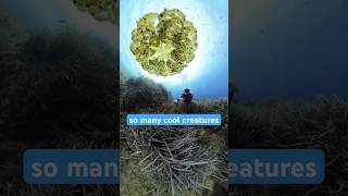 What's it like to scuba dive in Malta?