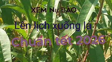 xem nụ, Lên lịch tuốt lá đào  chuẩn tết 2026