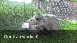 How to Catch and Release Opossum using cage trap