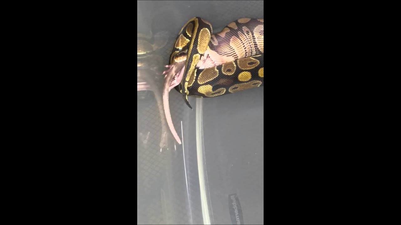 camera iphone 8 plus apk KANDI eating her 3rd meal part2