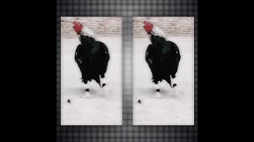 aseel murga java🔥🔥❤️❤️ #aseelmurga #shortvideo #aseellovers #birds #aseel #viral #trending