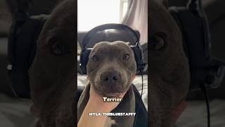 Let Me Introduce You To The Land Seal, Aka Staffordshire Bull Terrier Aka Staffy