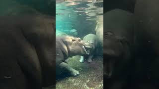 Fiona and Fritz - Cincinnati Zoo #shorts