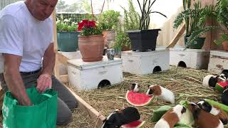 Guinea pig herd on the run