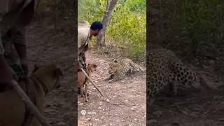 "Man Risks His Life to Save His Dog from a Wild Leopard Attack!"#viralshort #ytviral