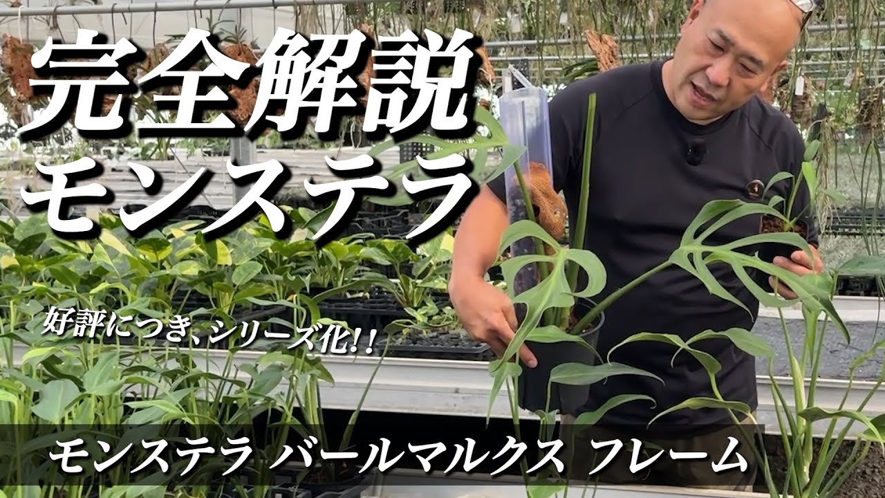 EP#008 [Complete Explanation] Monstera Burlmarx Frame | I have a