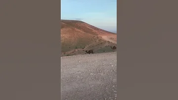 الى ضاق الحال سليمان حراب جيل جلالة 