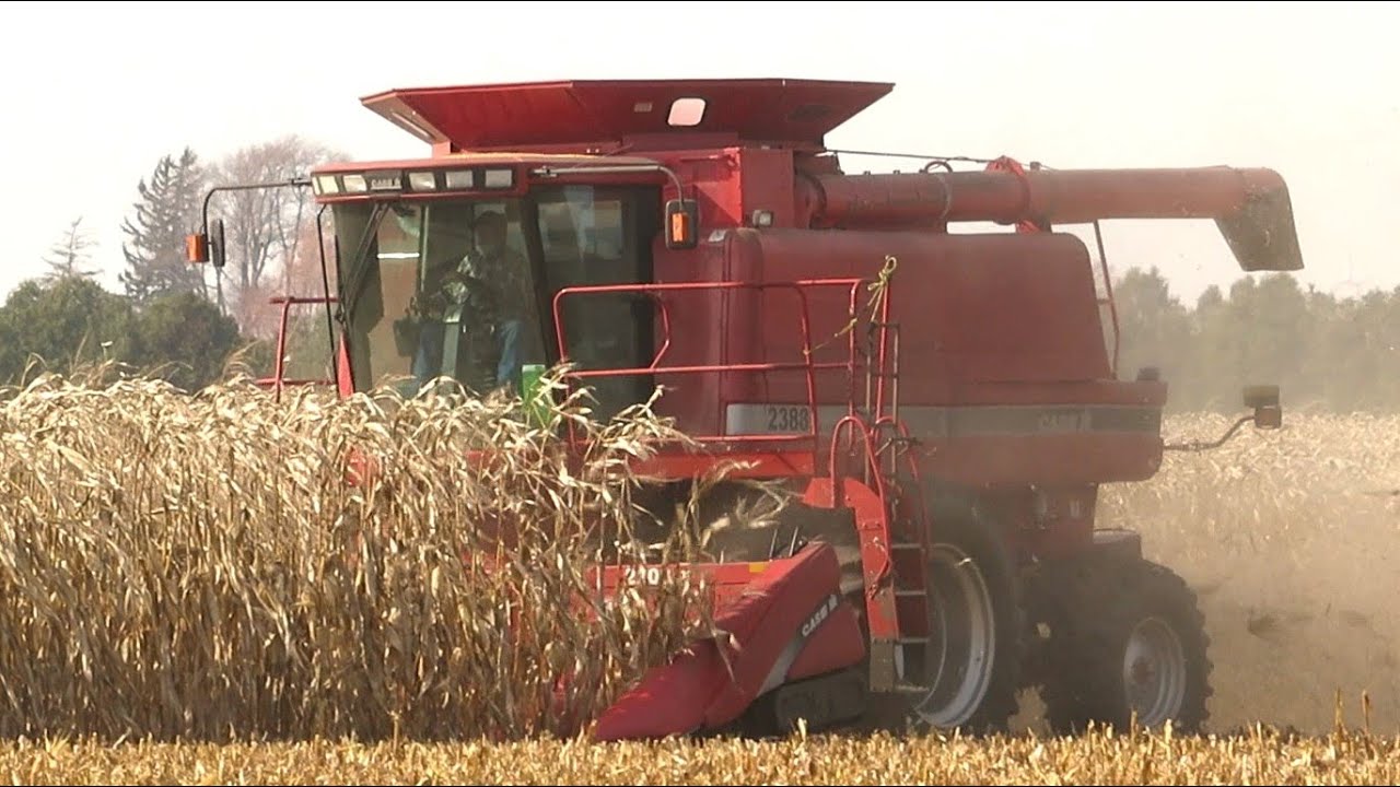 Corn Harvest 2020 | Case IH 2388 Axial Flow Combine Harvesting Corn | Ontario, Canada
