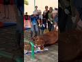 Sholawat anak anak liat sapi qurban sudah pasrah 🥲
