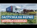 Загрузка на ферме. Деревья саженцы.