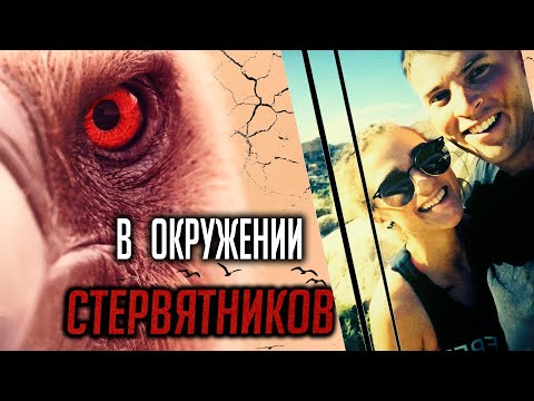 В окружении стервятников. Детективная история Генри Стенджа