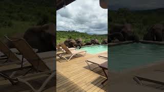 Elephants Family Stops For Water Break From the Pool