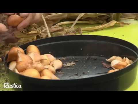 Comment planter les bulbilles de tulipes - YouTube