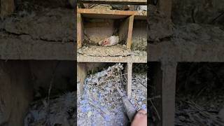 Cleaning The Pigeon House