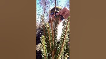 Removing a DEAD LEADER #trees #landscape #education #pruning