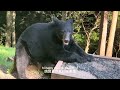 我的野生動物朋友黑熊。My wild friends black bears .🐻