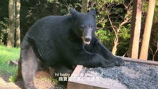 我的野生動物朋友黑熊。My wild friends black bears .🐻