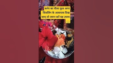 कनेर का पीला पुष्प अगर शिवलिंग के आसपास दिख जाए तो क्या जरूर करे यह उपाय 🙏 #shorts #pradeepmishra