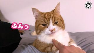 愛猫の髭を触ったら【ニヒルな笑み】を返されてしまうことに気づいてしまいました【短足マンチカン｜てと君】 by ねこっちゅらいふ 3,285 views 3 years ago 5 minutes, 17 seconds