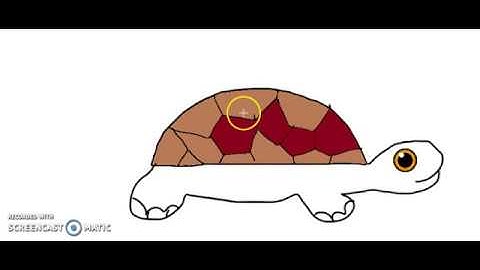 Easy 3 Steps to Draw a Turtle | Kids Art | MS paint