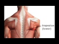 Muscles & joint actions of the scapula