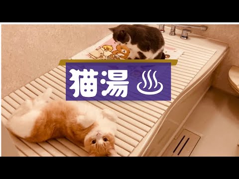 #15  猫湯♨️〜癒しの湯〜      #スコティッシュフォールド#マンチカン#ミヌエット#猫動画