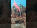 タコが獲物を捕まえる瞬間