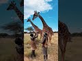 Wow 🤩🦒