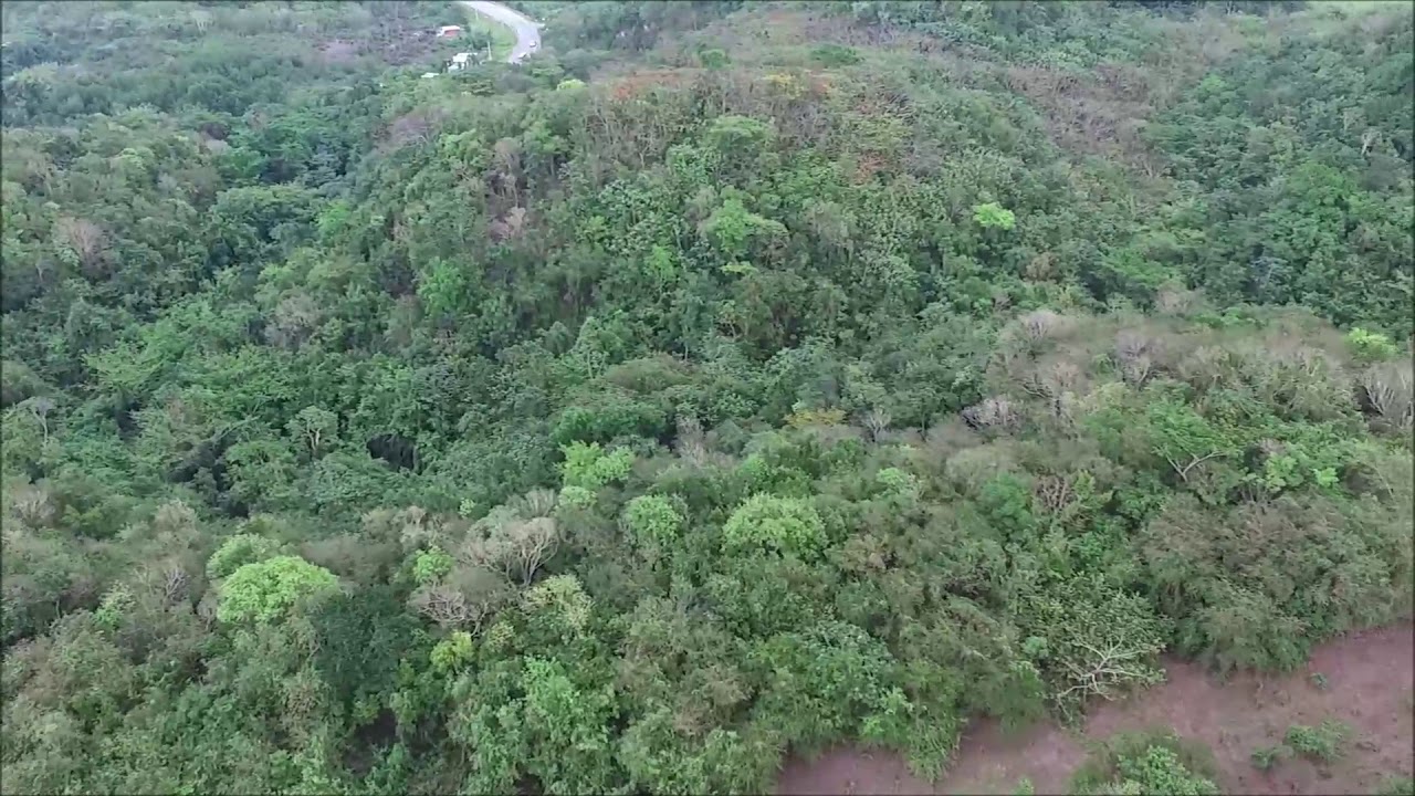 Land for Sale in Jamaica Green Island, Hanover YouTube