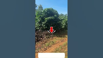 BÁN LÔ ĐẤT 5.7HA – GIÁ 9 TỶ – ĐẸP NHƯ MƠ GIỮA ĐẠI NGÀN - 0911761968 - #shorts