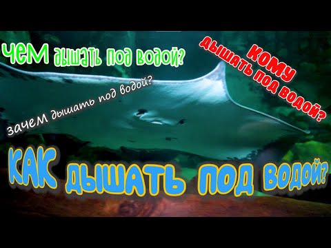 Могут ли рыбы ЗАХЛЕБНУТЬСЯ? Как и чем дышат? Секреты подводного дыхания /Секреты Океанариума