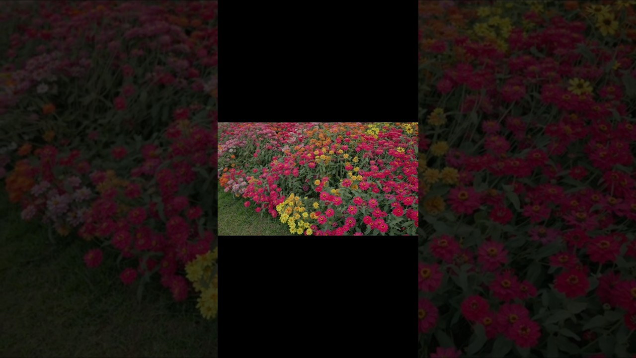 yeh Moh moh k dhage.....#tranding  #world  #shorts #peace #viral #happy #india #isckon #trending