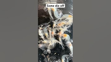 Made the mistake of cleaning both sponge filter, lesson learned!