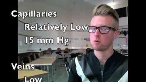 Blood Vessel Structure and Function